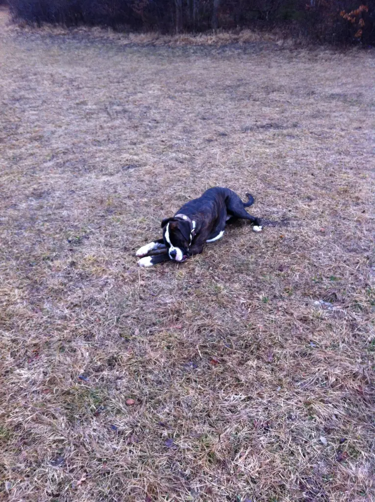Image from Rocco