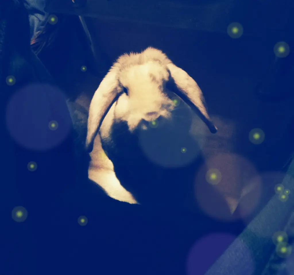 Image from Lilo