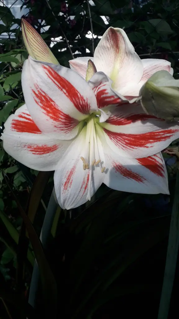 Andachtsbild von Unbekannt