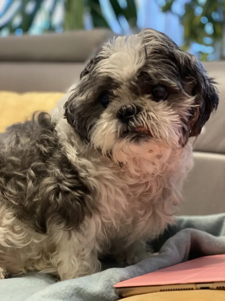 Condolence image of Lucie