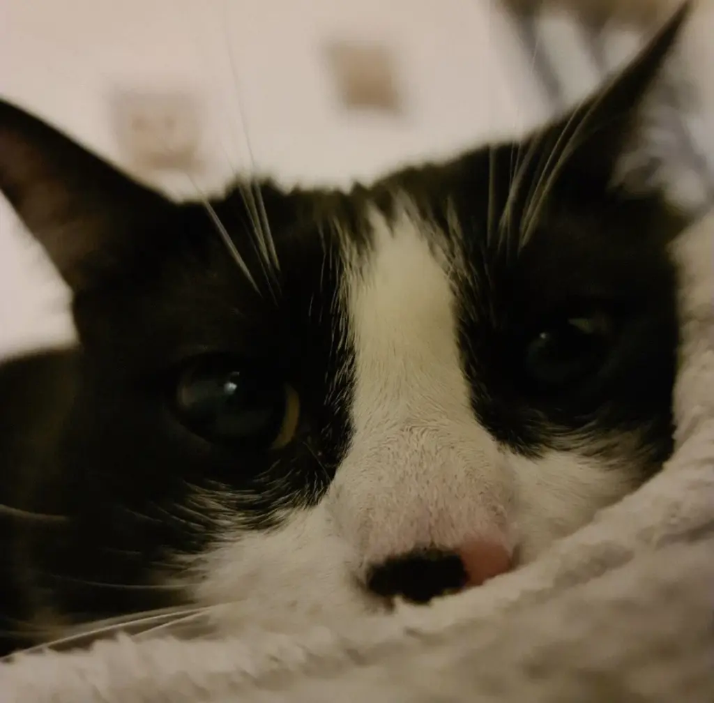 Bild von Nala