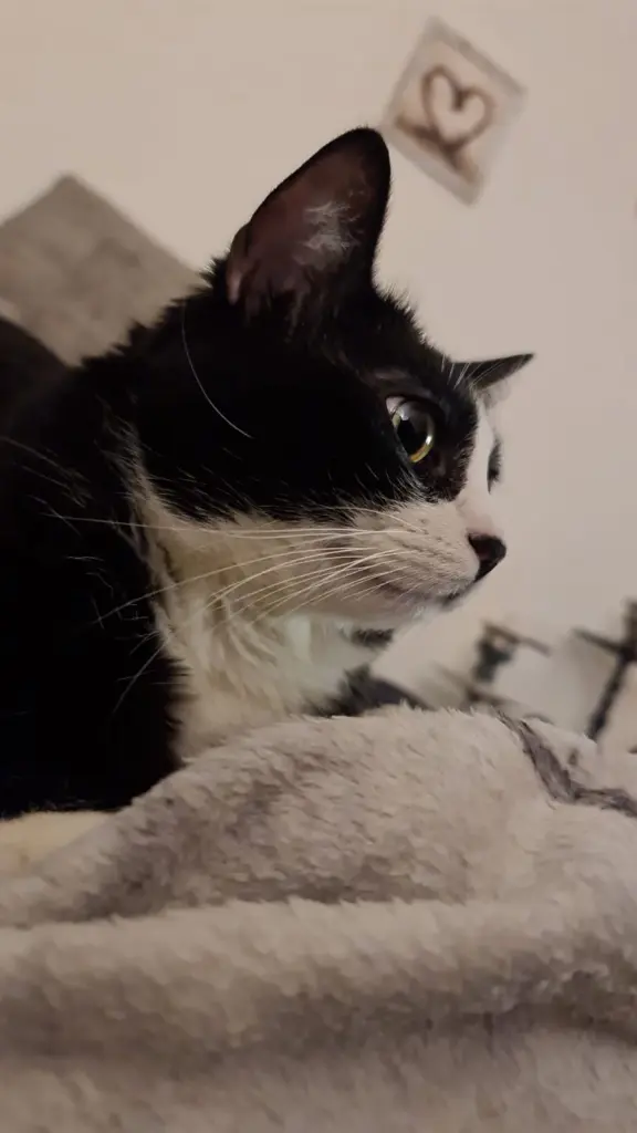 Bild von Nala