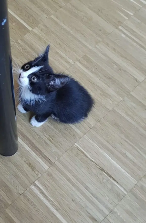 Bild von Nala