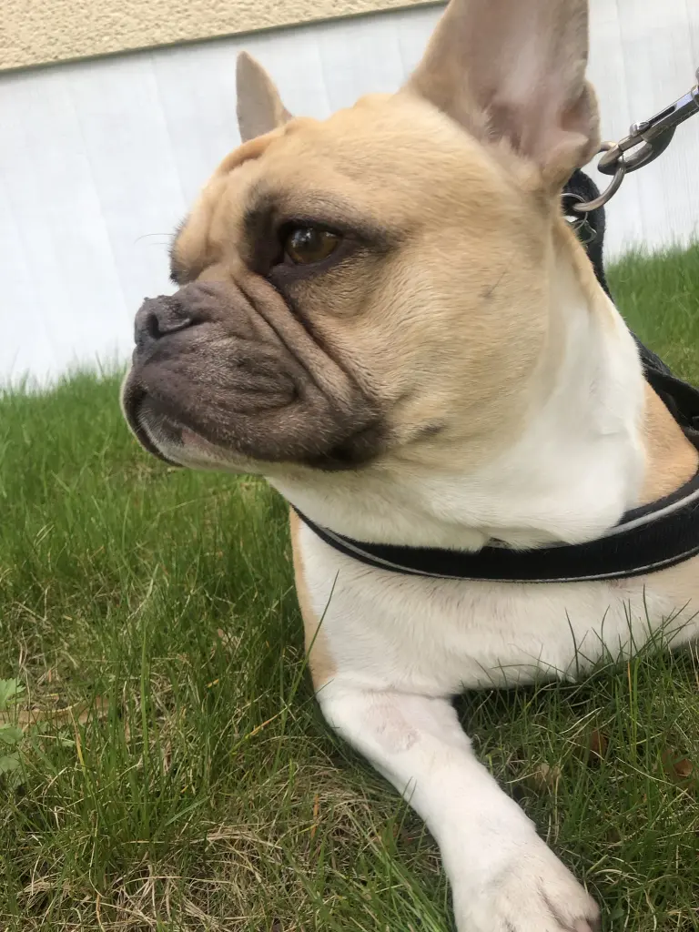 Image from Willow