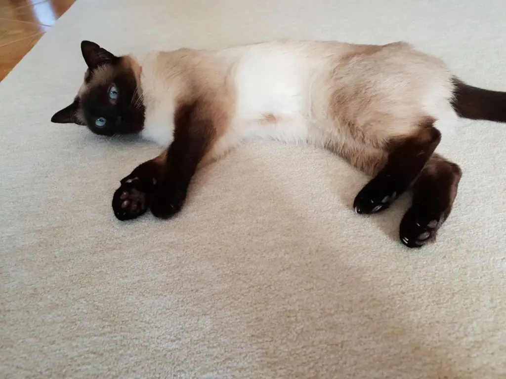Bild von Selina