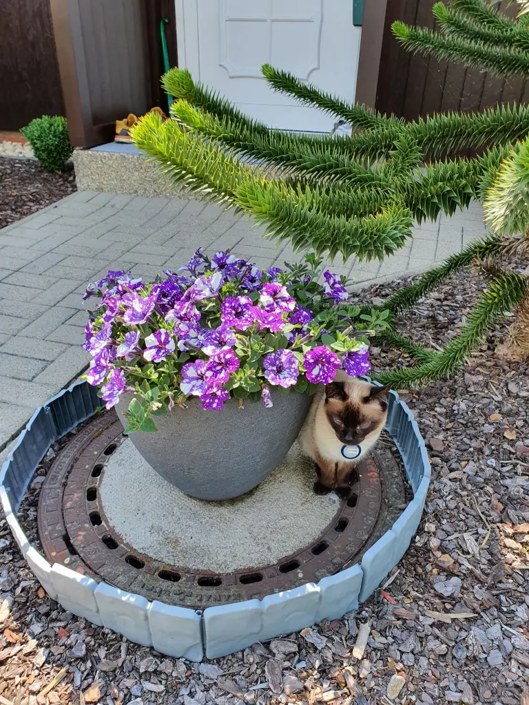Bild von Selina