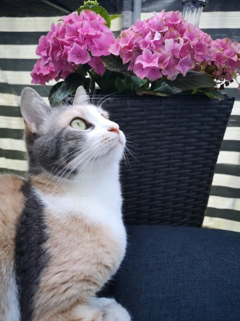 Andachtsbild von Unbekannt