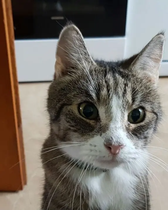 Image from Tiger