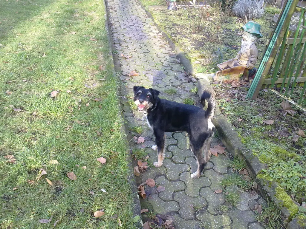 Image from Drago