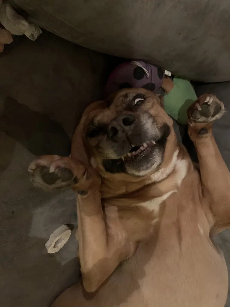 Image from Bones