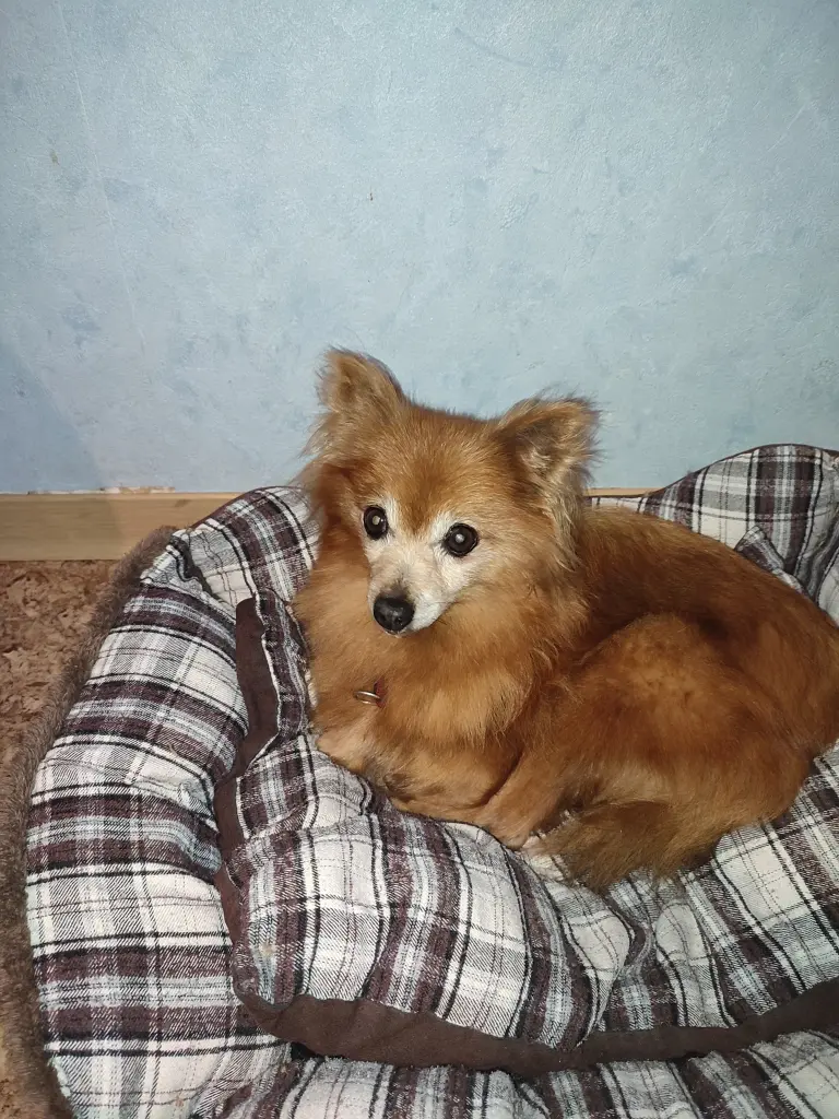 Image from Ginger