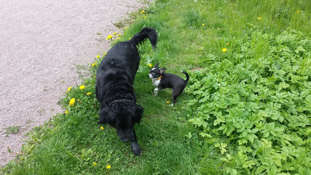 Condolence image of Kathrin (Frauchen von Lotti und Nelly)