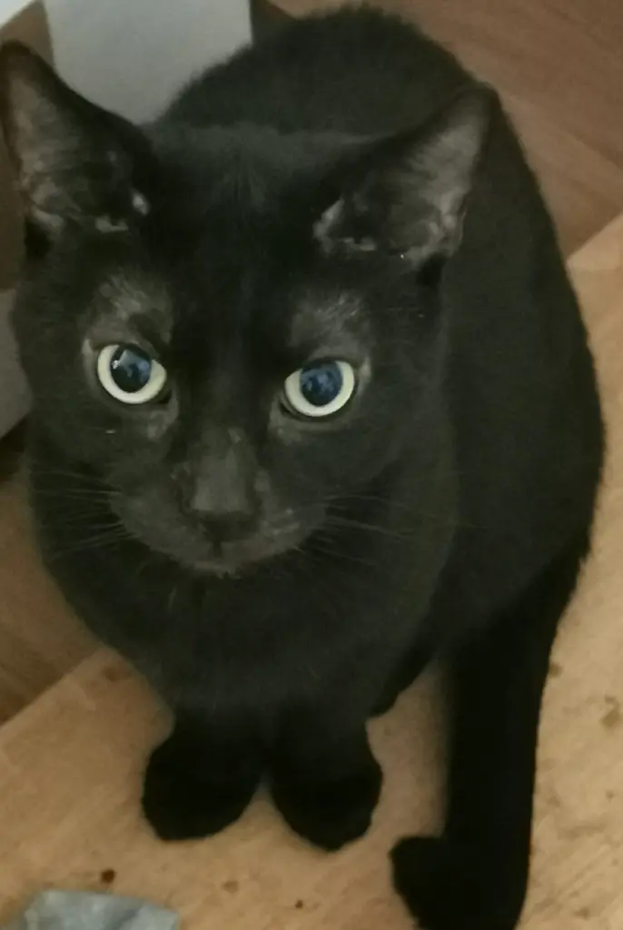 Image from Tux