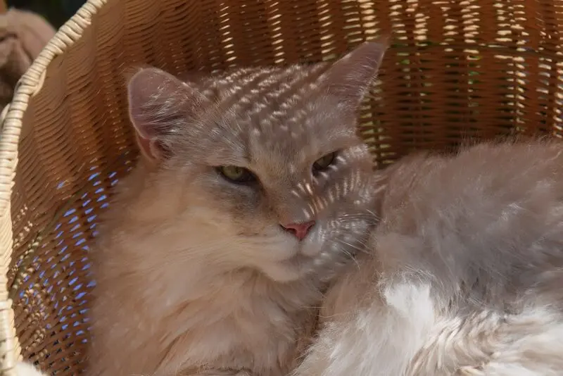 Condolence image of Bettina & Walter mit Kimba im Herzen