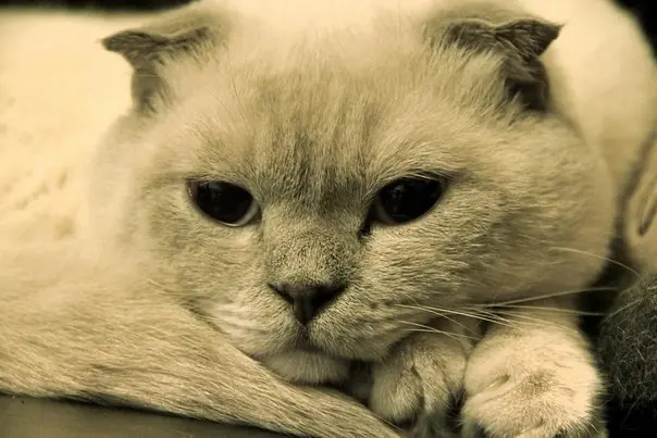 Image from Simba