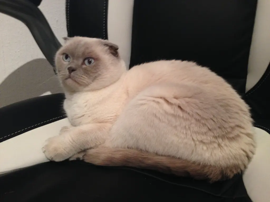 Image from Simba
