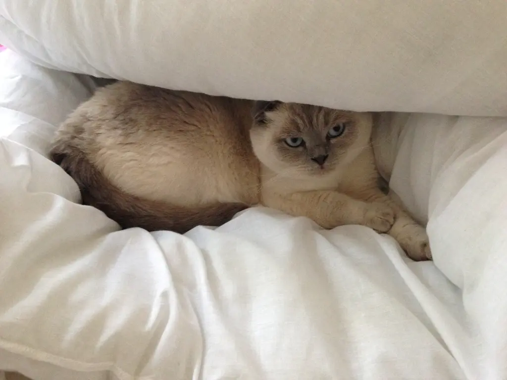 Image from Simba