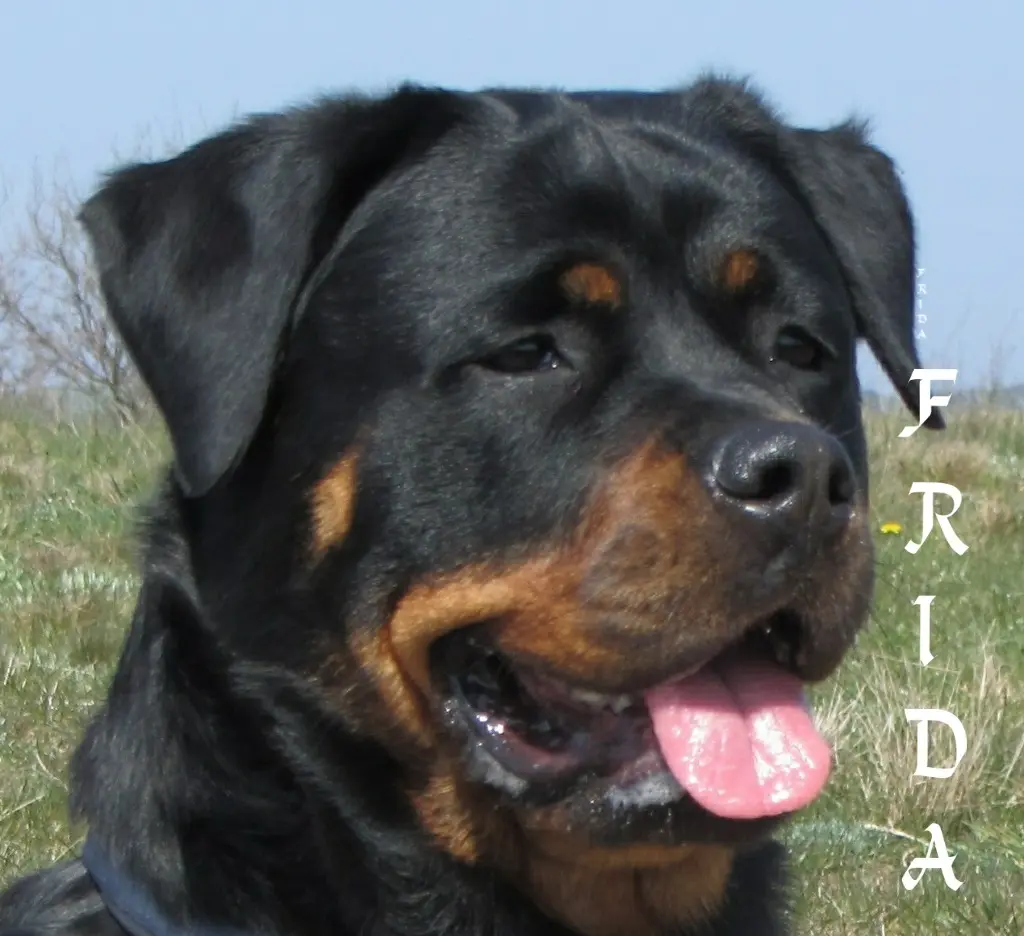 Image from Frida