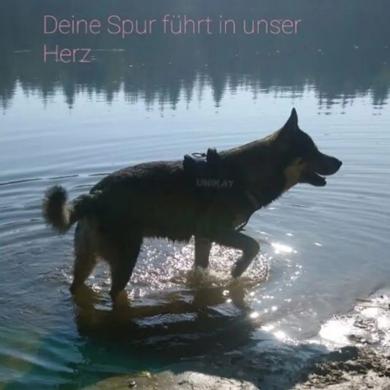 Condolence image of Martina mit Merlin tief im Herzen