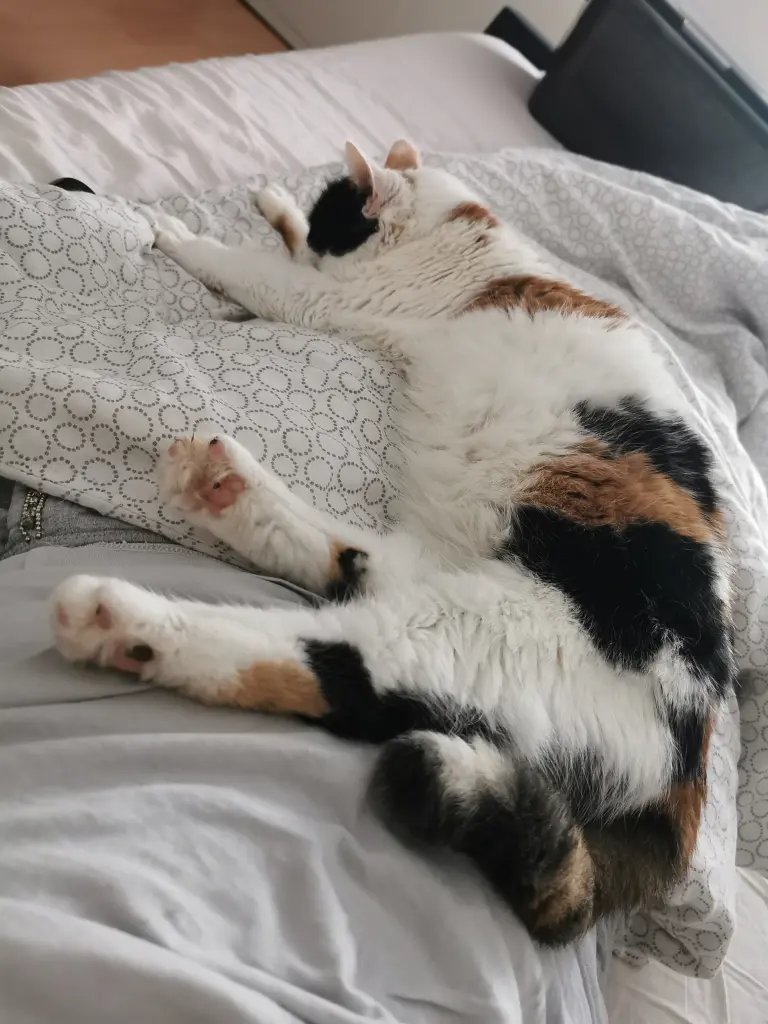 Image from Strudel
