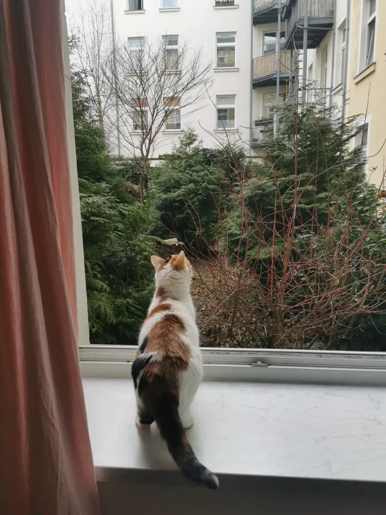 Image from Strudel