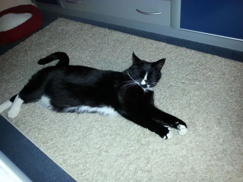 Condolence image of Dorén mit Rocky im♥️