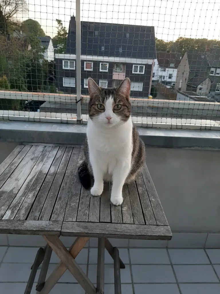 Image from Finny