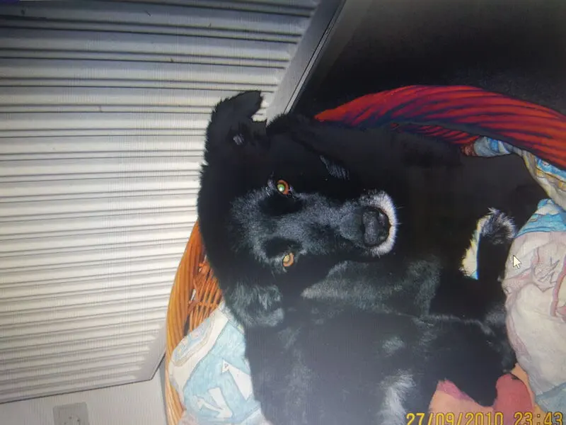 Condolence image of Caro