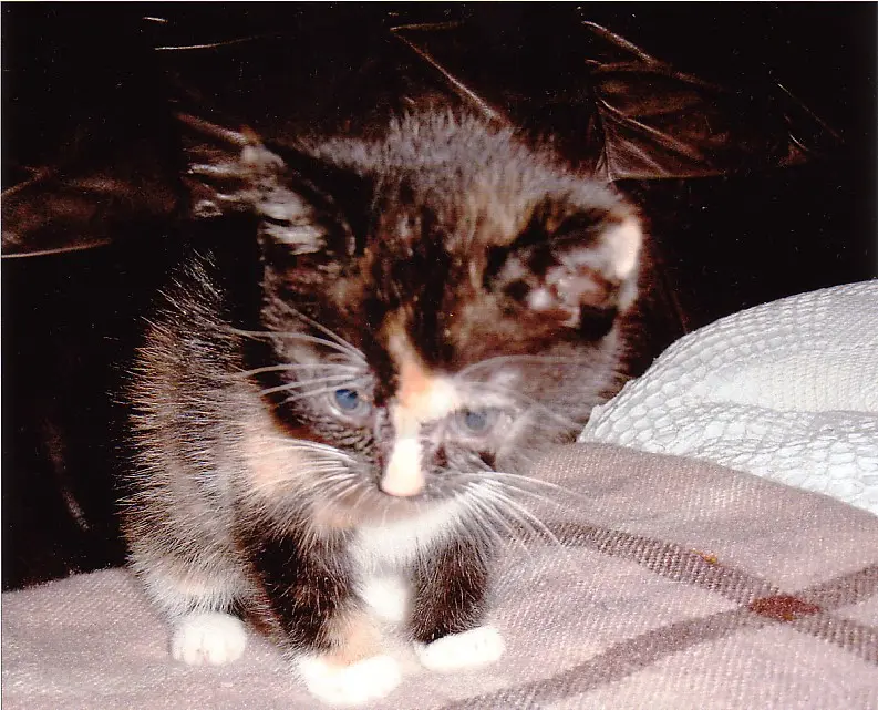 Bild von Lucy