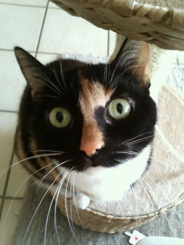 Bild von Lucy