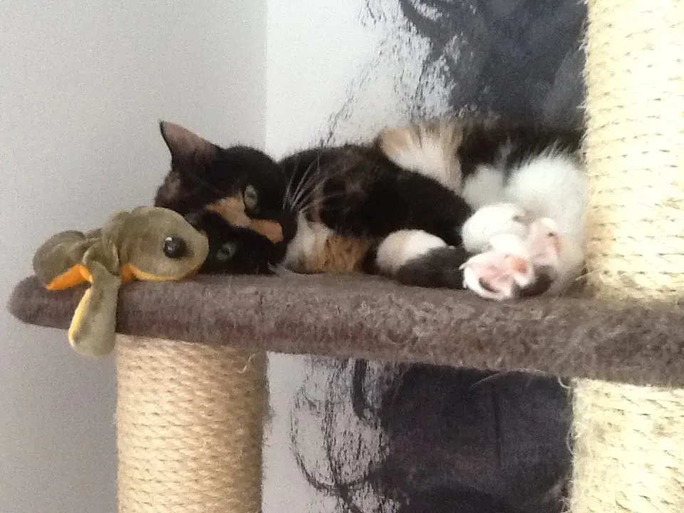 Bild von Lucy