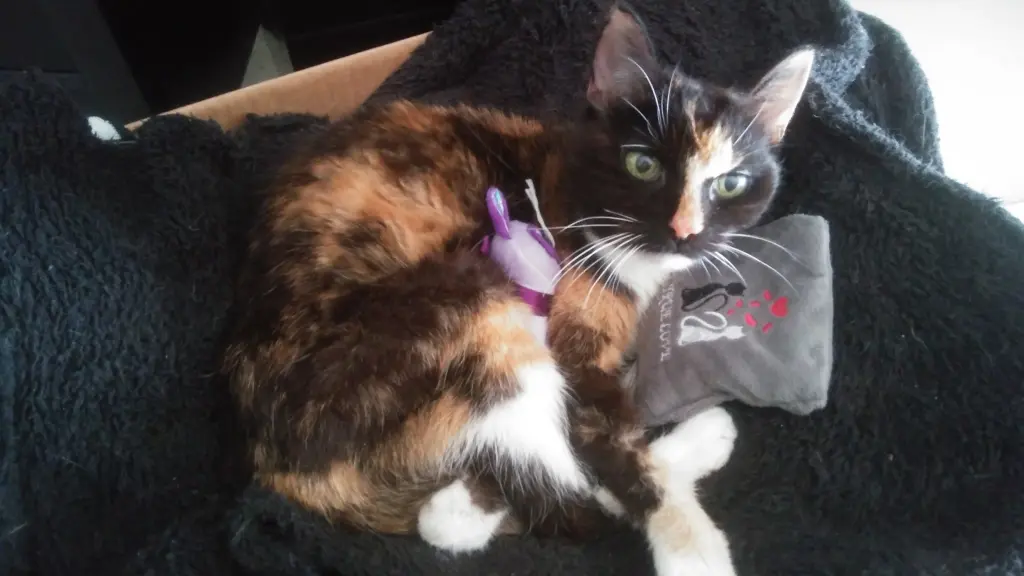 Bild von Lucy