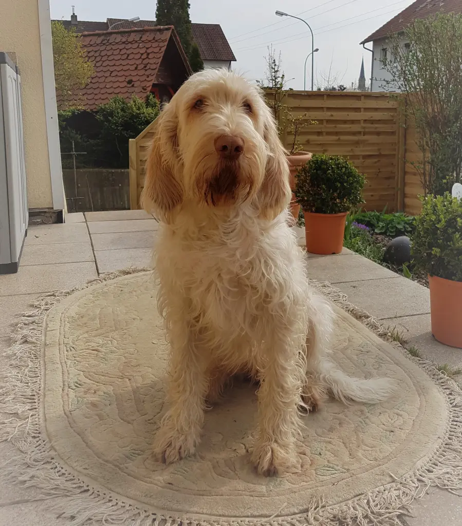 Bild von Dunya