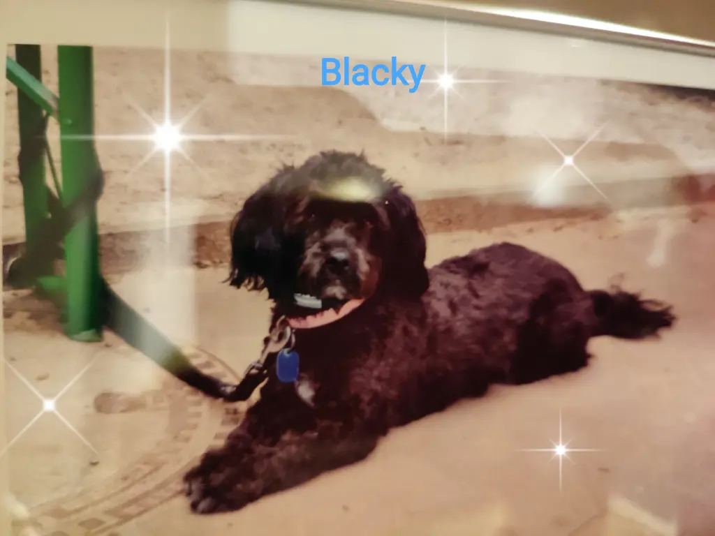 Image from Blacky