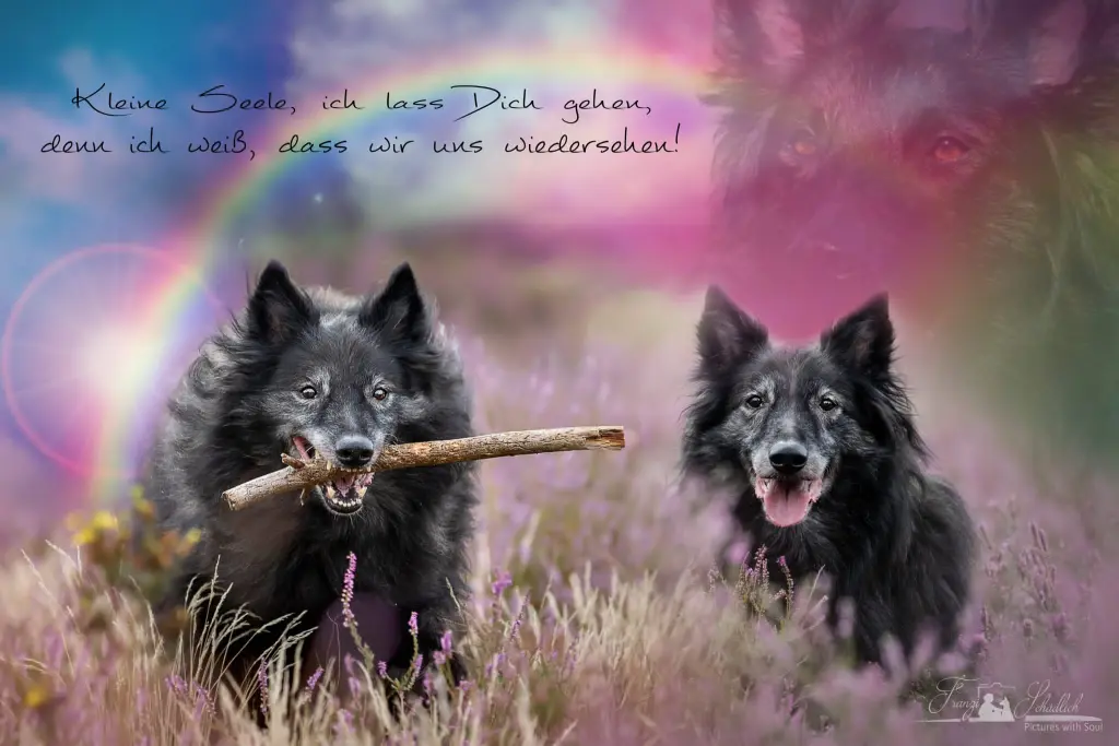 Image from Joris