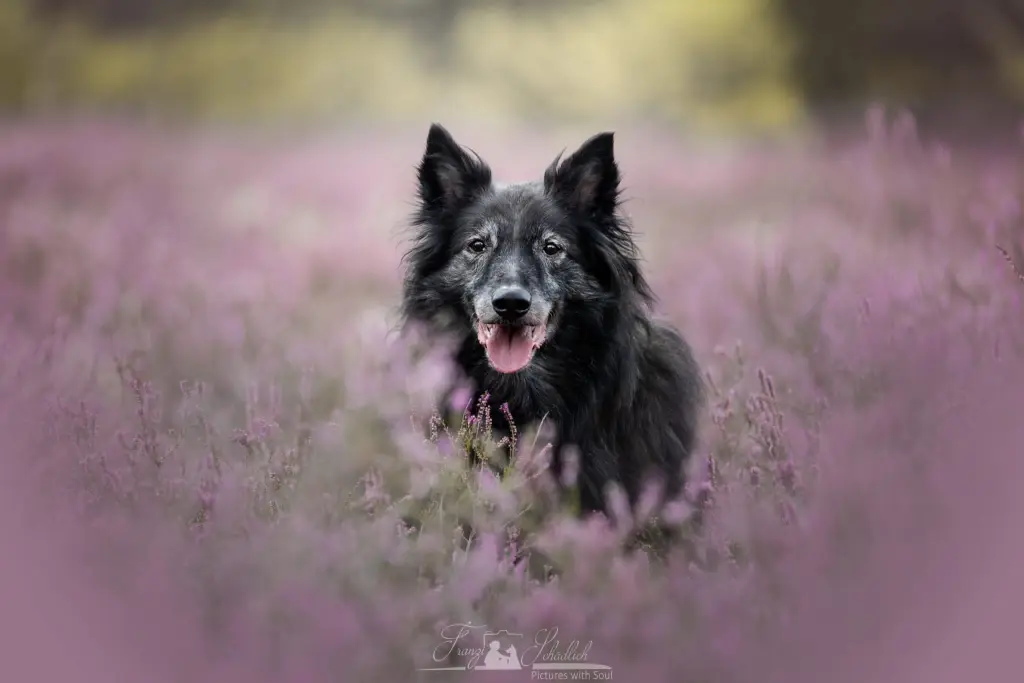 Image from Joris