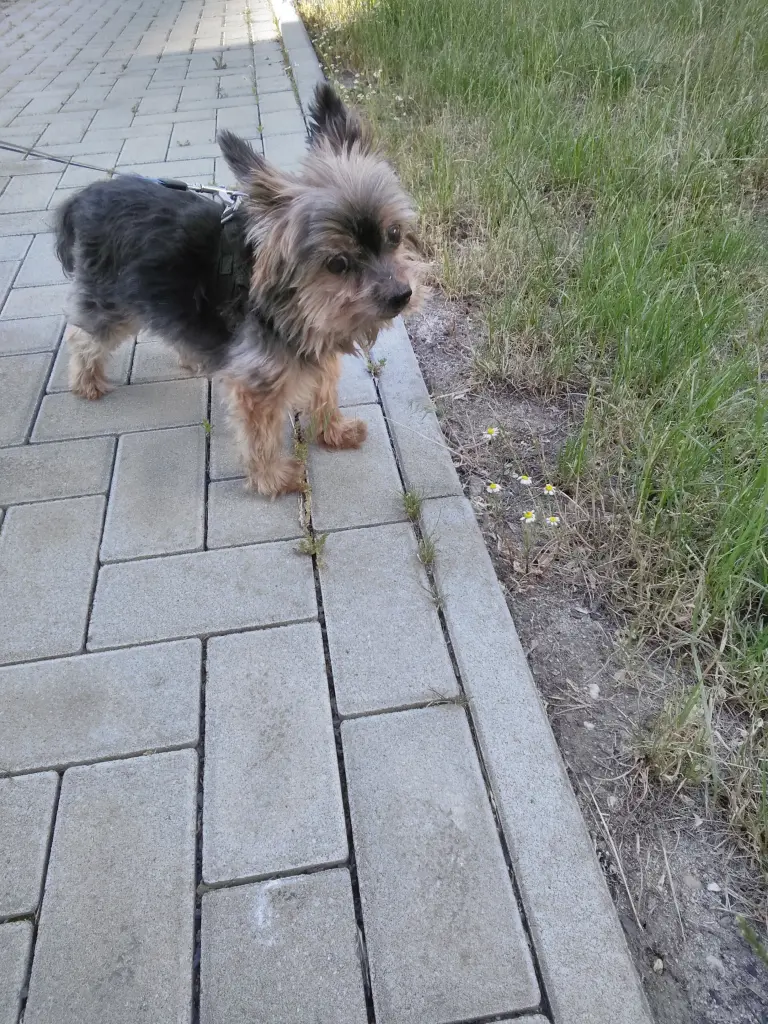 Image from Rocky