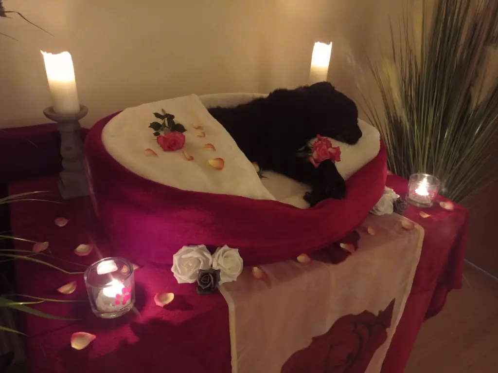 Image from Loona