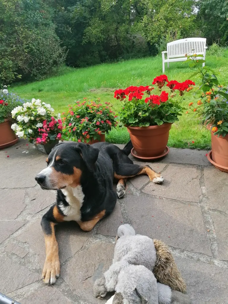 Image from Balu