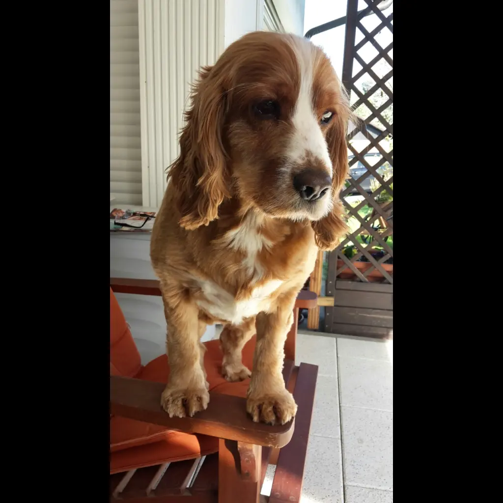 Image from Sissi