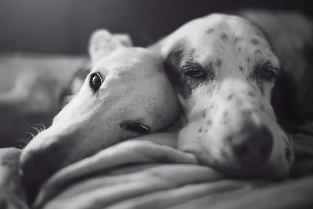 Image from Miga