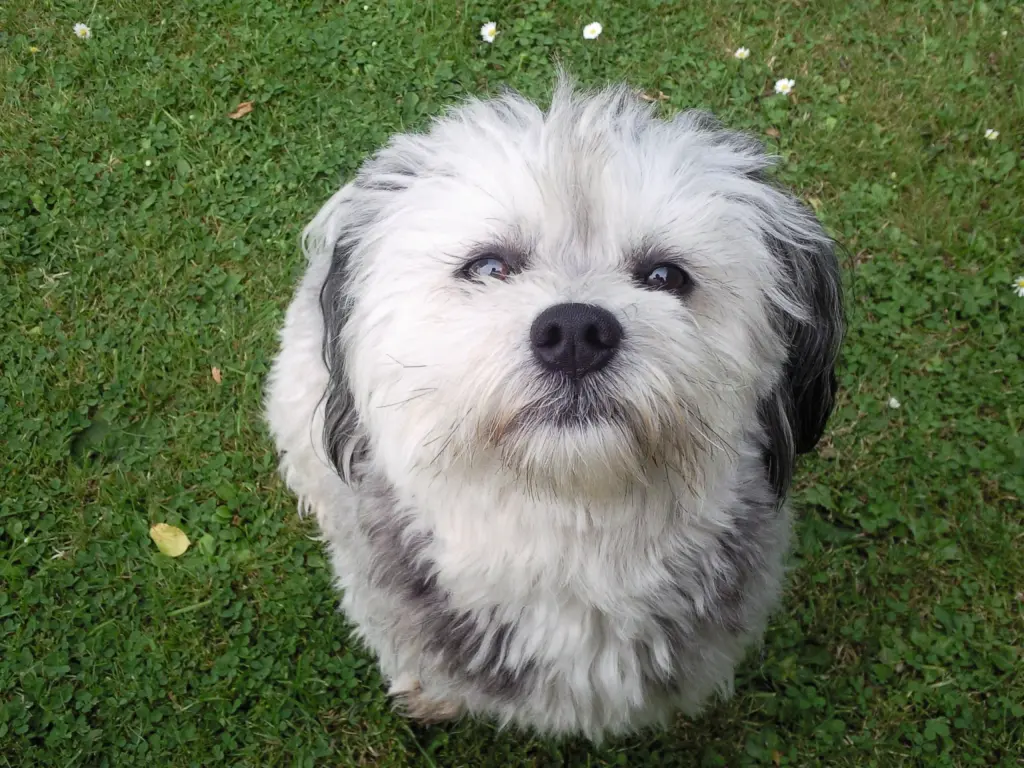 Andachtsbild von Petra u. Wilfried auf ewig mit Junior im Herzen