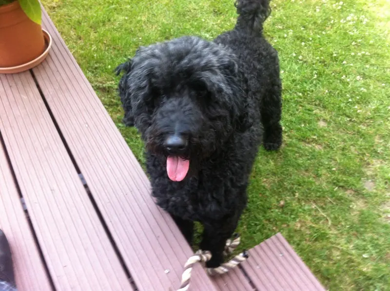 Image from Cookie