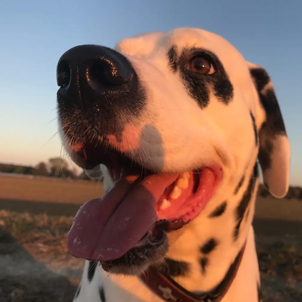 Image from Snoopy