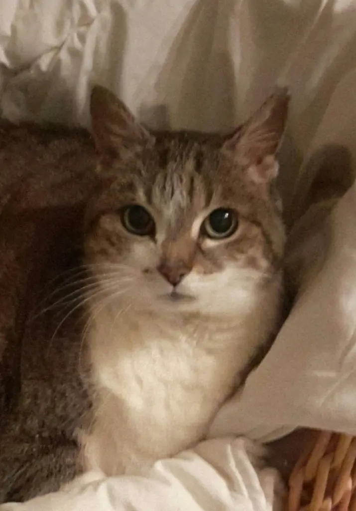 Image from Trixie
