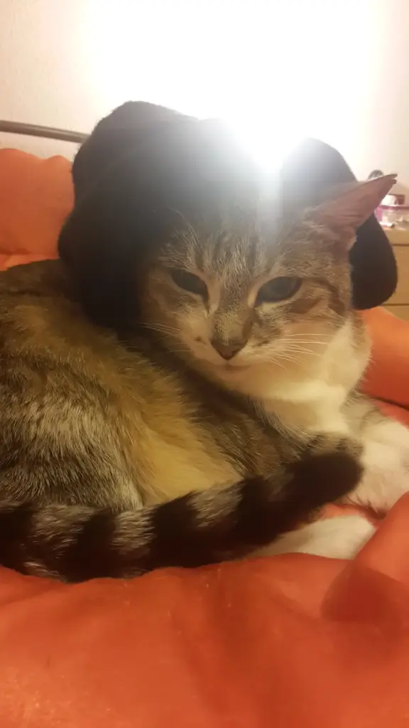 Image from Trixie