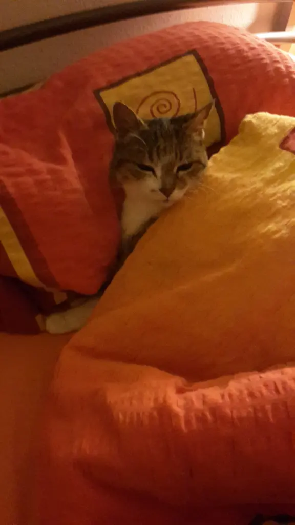 Image from Trixie