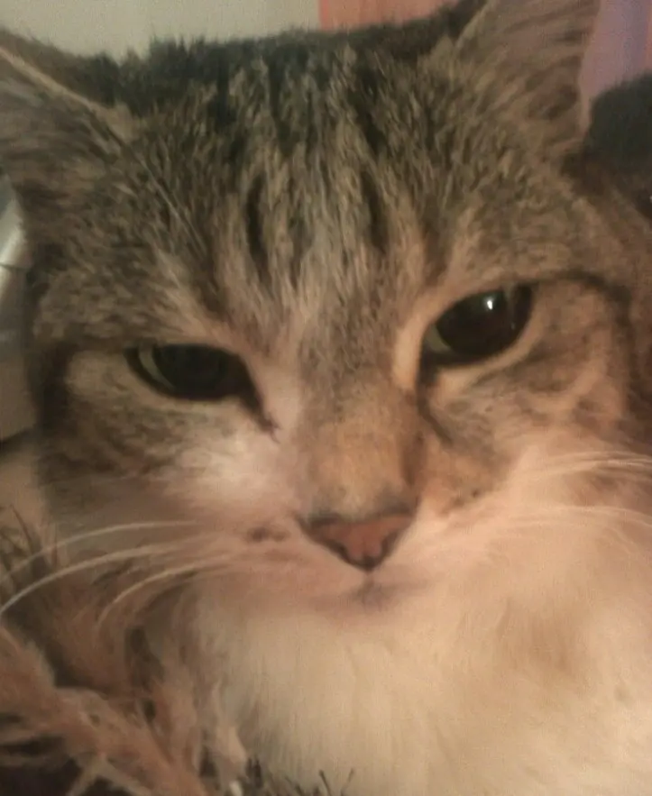 Image from Trixie