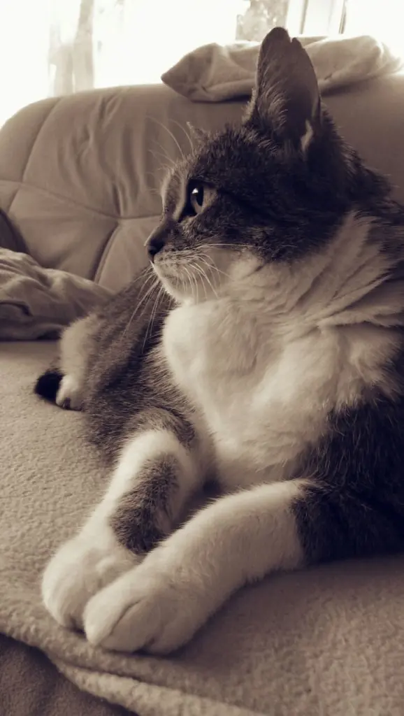 Image from Trixie