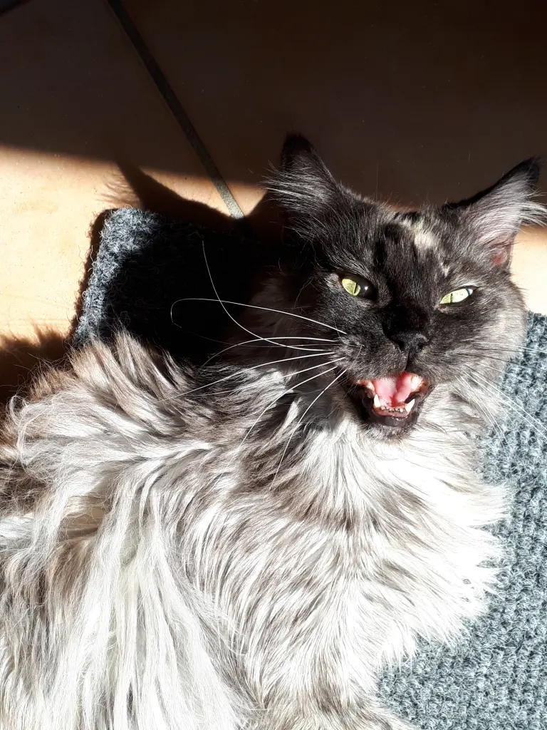 Image from Kitty